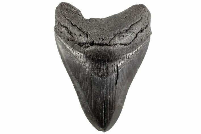 Fossil Megalodon Tooth - South Carolina #190232